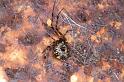 Parasteatoda_tepidariorum_D2918_Z_83_Badhoevedorp_Nederland