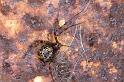 Parasteatoda_tepidariorum_D2919_Z_81_Badhoevedorp_Nederland