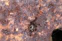 Parasteatoda_tepidariorum_D2920_Z_85_Badhoevedorp_Nederland