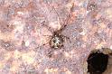 Parasteatoda_tepidariorum_D2921_Z_86_Badhoevedorp_Nederland