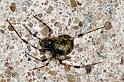 Parasteatoda_tepidariorum_D3763_D_85_Ooij_Nederland