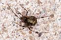 Parasteatoda_tepidariorum_D3764_Z_85_Ooij_Nederland