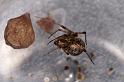 Parasteatoda_tepidariorum_D3811_D_88_Badhoevedorp_Nederland