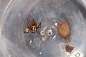 Parasteatoda_tepidariorum_D3813_Z_90_Badhoevedorp_Nederland
