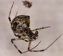 Parasteatoda_tepidariorum_D4429_Z_90_Badhoevedorp_Nederland
