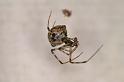 Parasteatoda_tepidariorum_D4430_Z_87_Badhoevedorp_Nederland