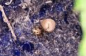 Parasteatoda_tepidariorum_D4519_Z_88_Badhoevedorp_Nederland