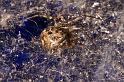 Parasteatoda_tepidariorum_D4522_Z_87_Badhoevedorp_Nederland