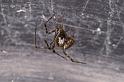 Parasteatoda_tepidariorum_D4715_Z_89_Badhoevedorp_Nederland