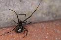 Parasteatoda_tepidariorum_D4718_Z_89_Badhoevedorp_Nederland