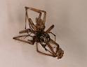 Parasteatoda_tepidariorum_D5219_Z_90_Badhoevedorp_Nederland