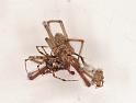 Parasteatoda_tepidariorum_D5222_Z_88_Badhoevedorp_Nederland