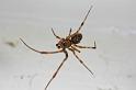 Parasteatoda_tepidariorum_D7023_Z_86_Badhoevedorp_Nederland