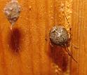 Parasteatoda_tepidariorum_F2278_Z_85_-_Nederland