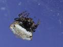 Phoroncidia_ZZ547_D6820_Z_87_Brisbane_Australie