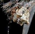 Phoroncidia_sextuberculata_D5805_Z_85_Perth_Australie