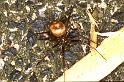 Steatoda_ZZ171_P1440_Z_75_Badhoevedorp_Nederland