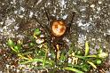 Steatoda_ZZ171_P1442_Z_76_Badhoevedorp_Nederland