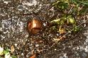 Steatoda_ZZ171_P1443_Z_78_Badhoevedorp_Nederland
