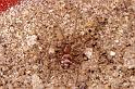 Steatoda_ZZ172_P1203_Z_79_Badhoevedorp_Nederland