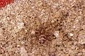 Steatoda_ZZ172_P1204_Z_80_Badhoevedorp_Nederland