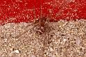 Steatoda_ZZ172_P1205_Z_75_Badhoevedorp_Nederland