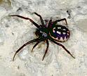 Steatoda_albomaculata_P0747_Z_82_Soube_Frankrijk