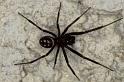 Steatoda_albomaculata_P0748_Z_87_Soube_Frankrijk
