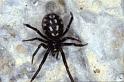 Steatoda_albomaculata_P0749_Z_85_Soube_Frankrijk