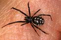 Steatoda_albomaculata_P0750_Z_86_Soube_Frankrijk