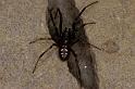 Steatoda_albomaculata_P0751_Z_85_Soube_Frankrijk