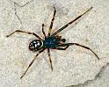 Steatoda_albomaculata_P0753_Z_85_Soube_Frankrijk