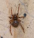 Steatoda_bipunctata_D2932_Z_82_Veenendaal_Nederland