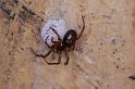 Steatoda_bipunctata_D2933_Z_80_Veenendaal_Nederland