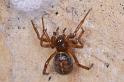 Steatoda_bipunctata_D2934_Z_85_Veenendaal_Nederland