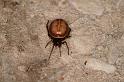 Steatoda_bipunctata_D5712_Z_88_Ooij_Nederland