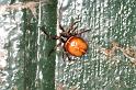 Steatoda_bipunctata_D5740_Z_85_Ooij_Nederland