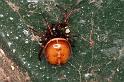 Steatoda_bipunctata_D5742_Z_88_Ooij_Nederland
