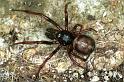 Steatoda_bipunctata_F0141_Z_90_Badhoevedorp_Nederland