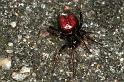 Steatoda_bipunctata_F0348_Z_90_Badhoevedorp_Nederland