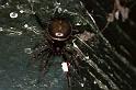 Steatoda_bipunctata_F0349_Z_90_Badhoevedorp_Nederland