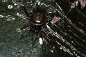 Steatoda_bipunctata_F0350_Z_85_Badhoevedorp_Nederland