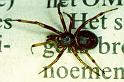 Steatoda_bipunctata_P0327_Z_84_Badhoevedorp_Nederland