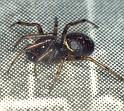 Steatoda_bipunctata_P0331_Z_75_Badhoevedorp_Nederland