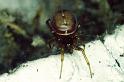 Steatoda_bipunctata_P0351_Z_90_Badhoevedorp_Nederland