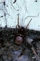 Steatoda_bipunctata_P1231_Z_80_Badhoevedorp_Nederland