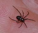 Steatoda_grossa_D2867_Z_80_Badhoevedorp_Nederland