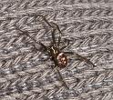 Steatoda_grossa_D2868_Z_80_Badhoevedorp_Nederland