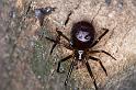 Steatoda_grossa_D4217_Z_85_Badhoevedorp_Nederland