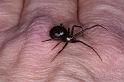 Steatoda_grossa_D4219_Z_86_Badhoevedorp_Nederland